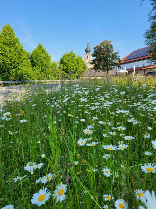 ein Teich mit Blumen und Gras